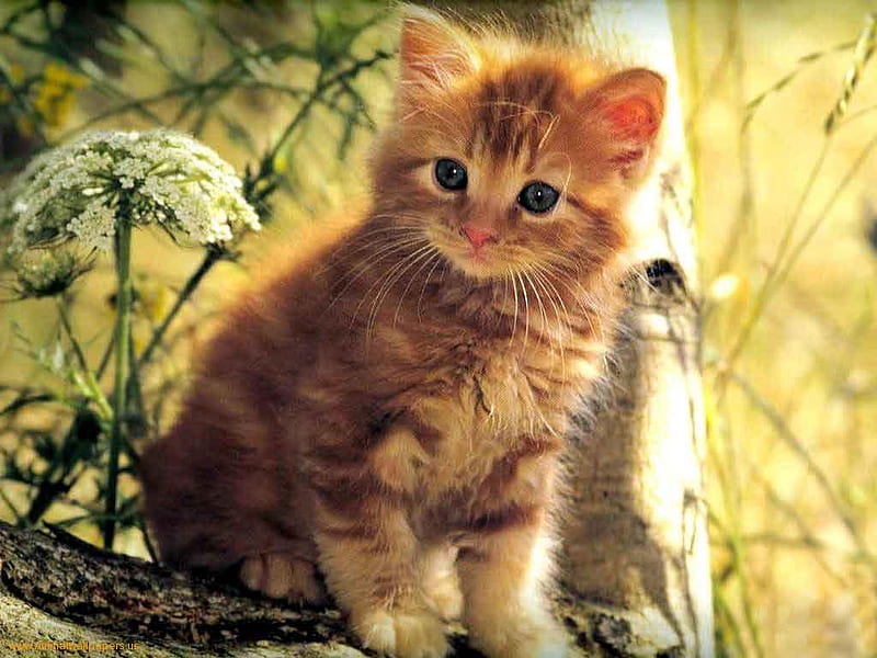 Little lion, feline, cat, kitten, animal, sweet, HD wallpaper