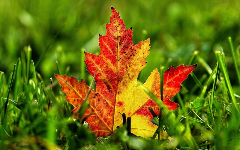 Red Leaf in the Grass, Red, Grass, Leaves, Autumn, Nature, HD wallpaper ...