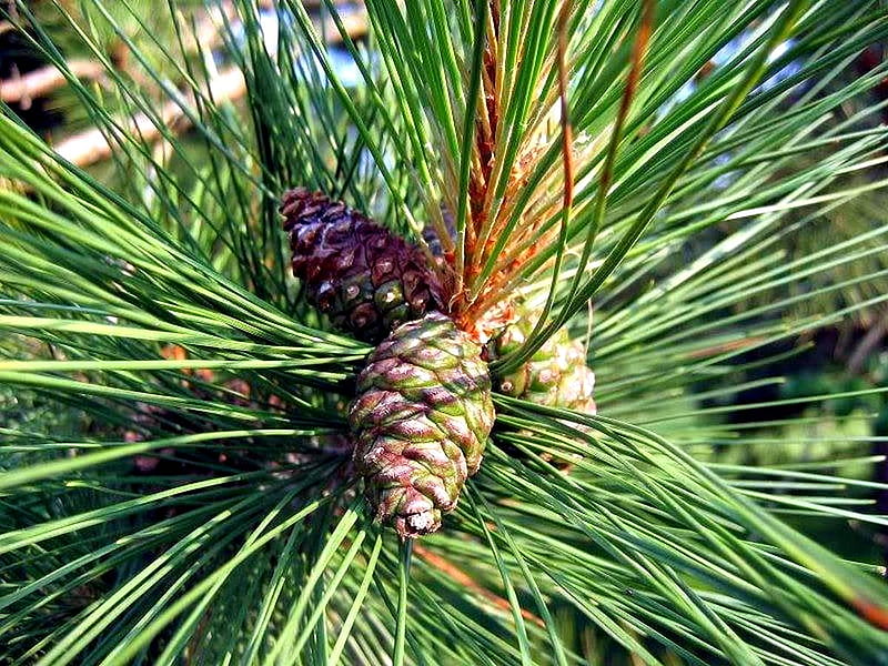 Pine Cones, forest, trees, HD wallpaper | Peakpx