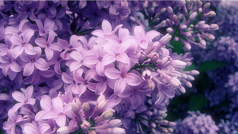 Flores lilas moradas, Fondo de pantalla HD | Peakpx