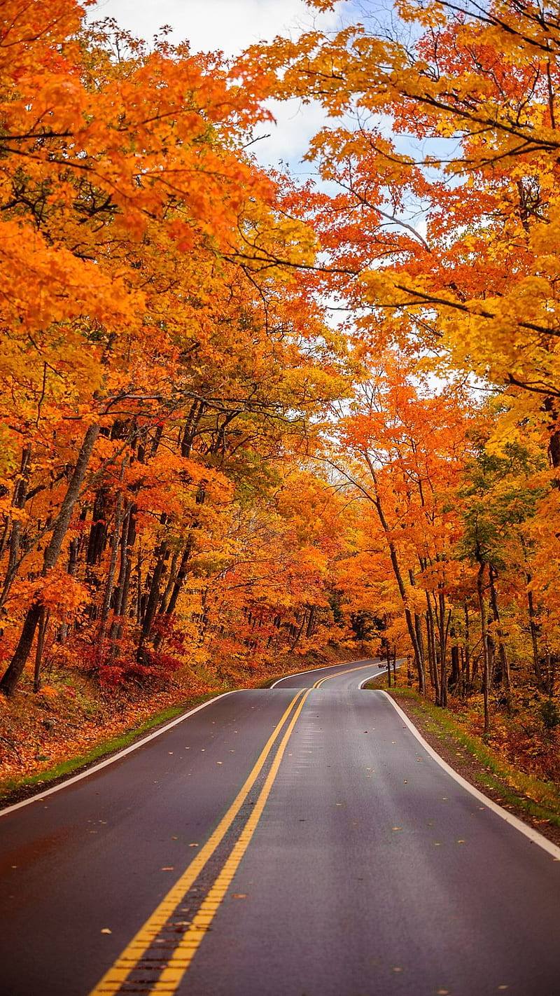 Autumn, fall, road, HD phone wallpaper | Peakpx