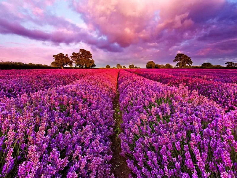 Field of purple flowers at sunset, pretty, colorful, bonito, sunset, clouds, floral, sundown, nice, flowers, beauty, sunrise, rows, pink, harmony, lovely, colors, sky, trees, purple, nature, meadow, field, HD wallpaper