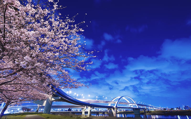 Flyover bridge, tree, blossom, sky, bridge, HD wallpaper