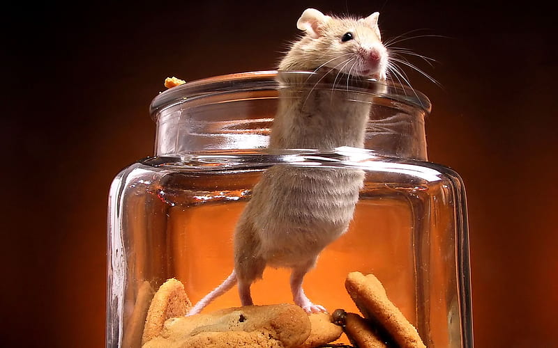Caught, cute, cookie jar, mouse, nature, animals, HD wallpaper