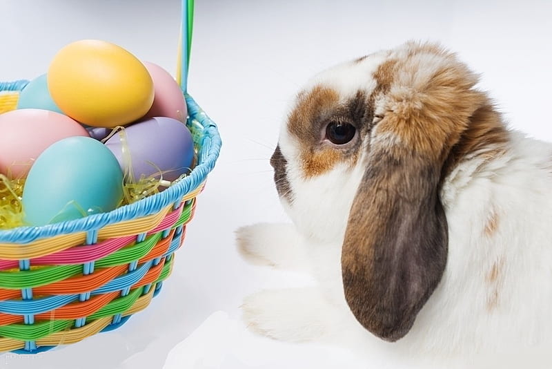 Easter bunny, colorful, brown, yellow, easter, plastic, season, pink, fur, blue, rabbit, easter eggs, ears, easter basker, cute, purple, basket, eggs, bunny, white, HD wallpaper