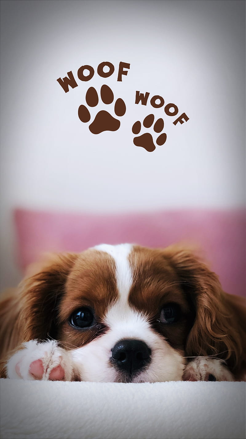 41 Cute Dog Phone Wallpapers  WallpaperSafari