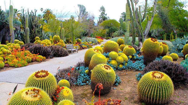 Botanical Garden, garden, nature, graphy, cactus, HD wallpaper