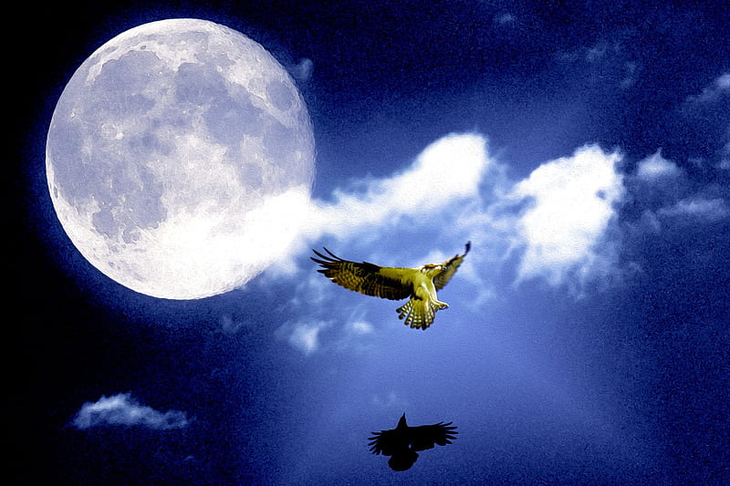 OSPREY from MOON, moon, raven, eagle, crow, osprey, HD wallpaper