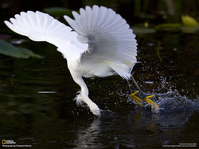 Prey in - snow heron-National Geographic- of the Day, HD wallpaper