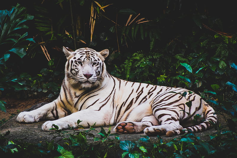 albino tiger lying on ground at nighttime, HD wallpaper