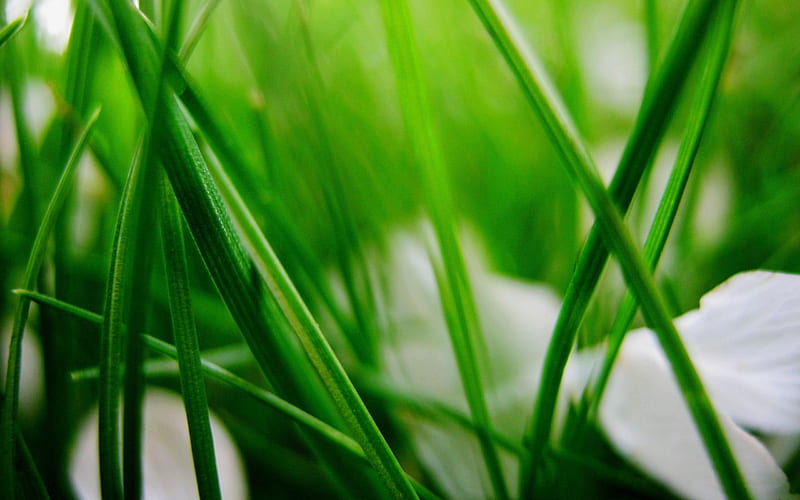 Grass herbs blur leaves-Plants Macro, HD wallpaper