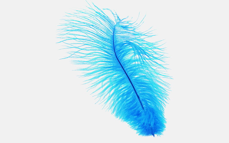Blue Feather, feather, birds, HD wallpaper