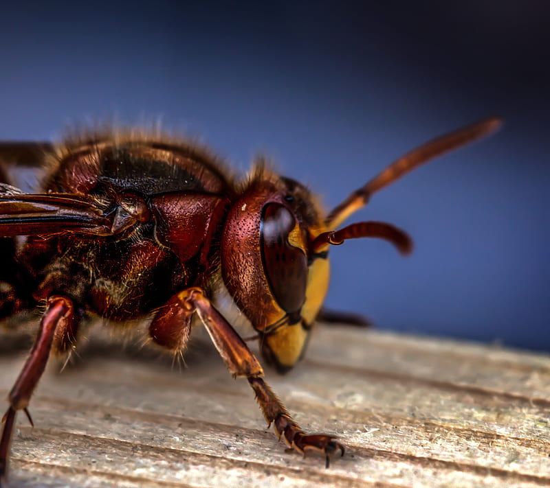 hornet head, animals, hornisse, insect, insects, insekten, tiere, HD wallpaper