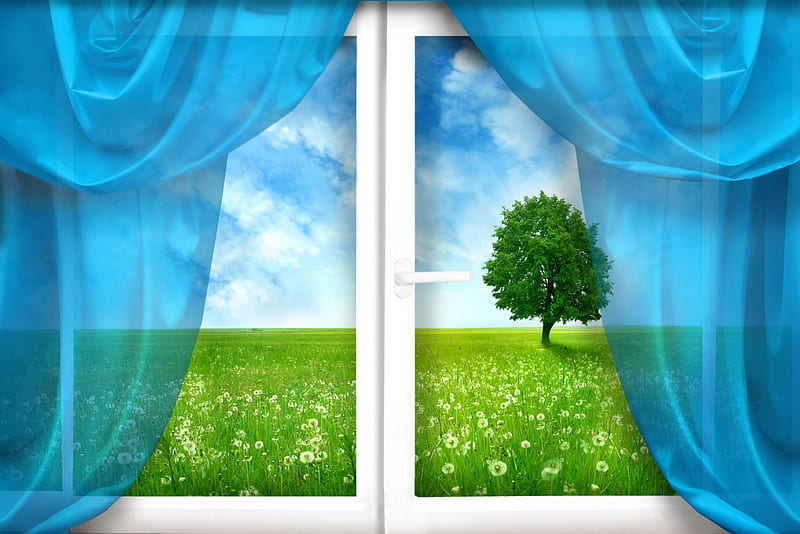 A window on the natural world, tree, grass, dandelions, field, window blinds, HD wallpaper
