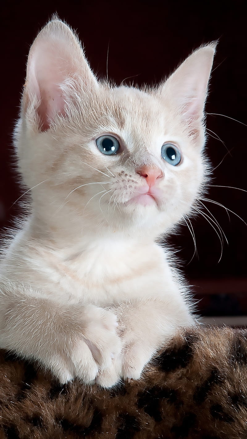 Cute white Cat , kitten, animal, closeup, HD phone wallpaper