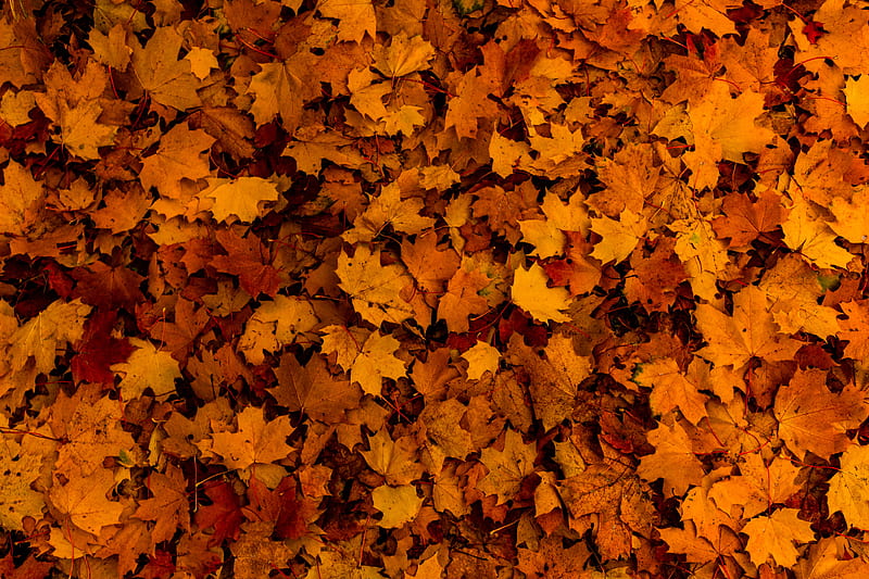 leaves, autumn, yellow, HD wallpaper
