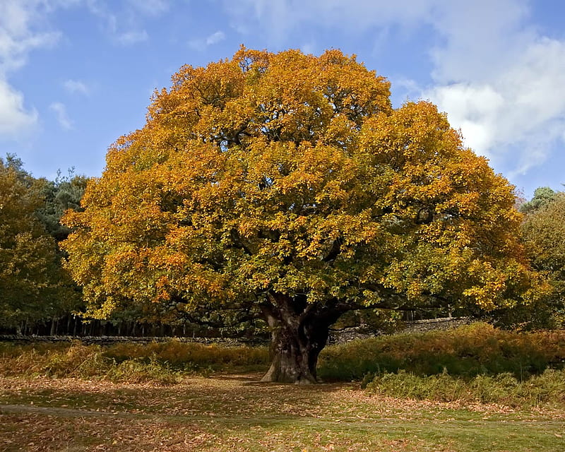 autumn-oak-tree, tree, forces, nature, oak, sky, HD wallpaper
