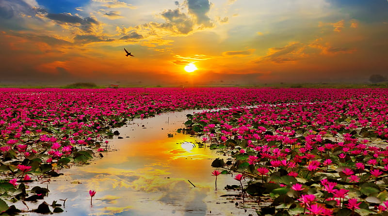 Sunshine rising lotus flower in Thailand, Asia, pretty, lotus, glow, fiery, bonito, sunset, flowers, sunrise, reflection, amazing, Thailand, sunlight, golden, sky, lake, pond, sunshine, HD wallpaper