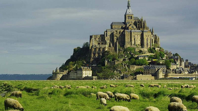sheep at the foot of mont saint michel, cathedral, sheep, hill, castle, HD wallpaper