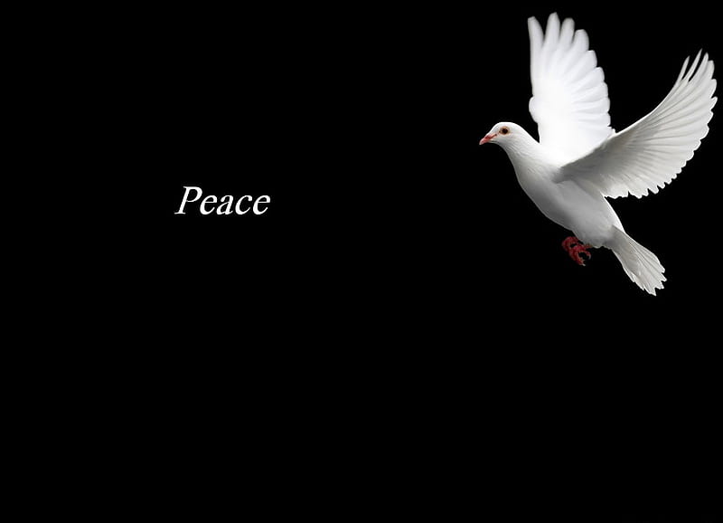 Peace, christmas, wish, white dove, black, HD wallpaper