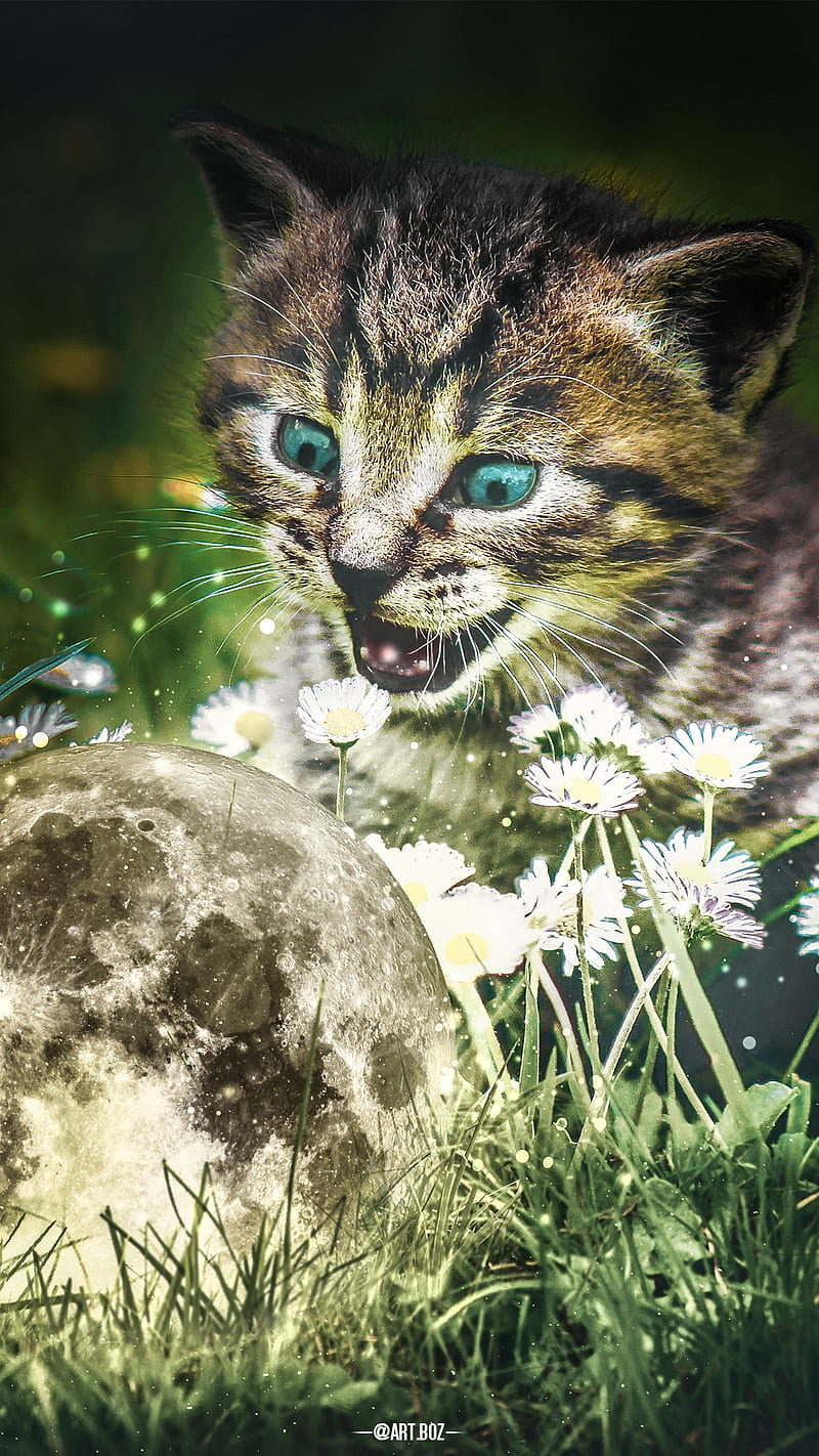 Moon and Cat, bonito, cats, flowers, funny, happy, light, nature, sky, theme, wonder, HD phone wallpaper