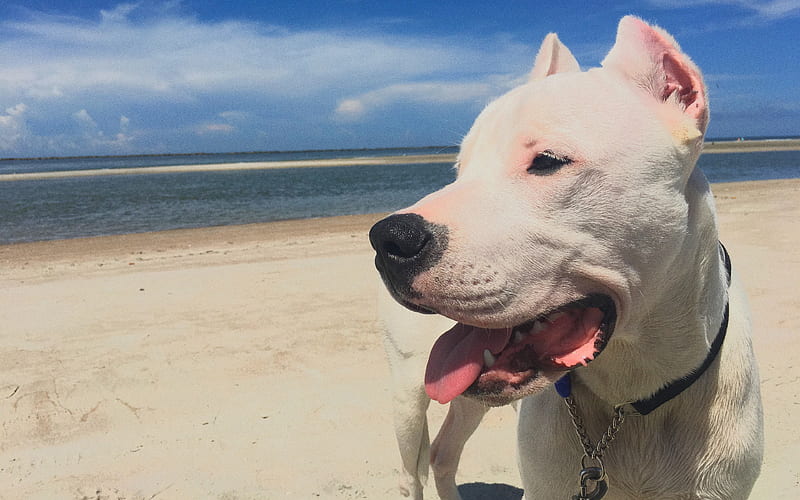 Argentine Dogo beach, cute animals, pets, dogs, Argentinian Mastiff, Argentine Dogo Dogs, HD wallpaper
