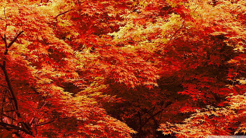 Japanese Maple Trees, Fall, Maple, leaves, Japanese, Autumn, HD wallpaper