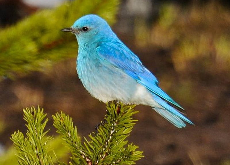500 Blue Bird Pictures HD  Download Free Images on Unsplash