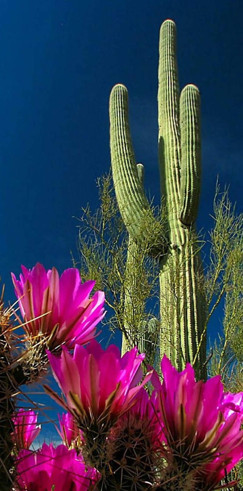 cactus, nature, flower, HD phone wallpaper