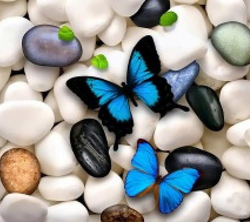 BLUE AND WHITE, STONES, BLUE, WHITE, BUTTERFLIES, HD wallpaper