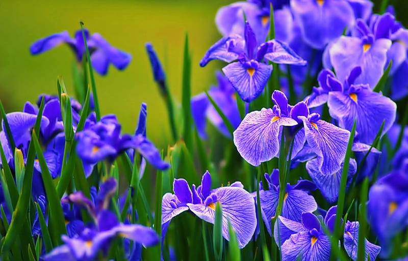 Blue Irises, pretty, Iris, Flowers, Nature, HD wallpaper