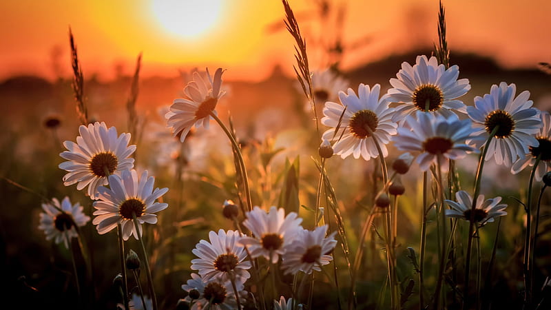 White Daisy Flowers During Sunset Spring, HD wallpaper