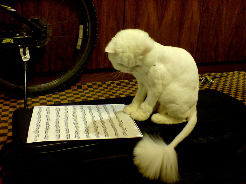Cat watching musical scores, violin case, bicycle, musical scores, smart, HD wallpaper