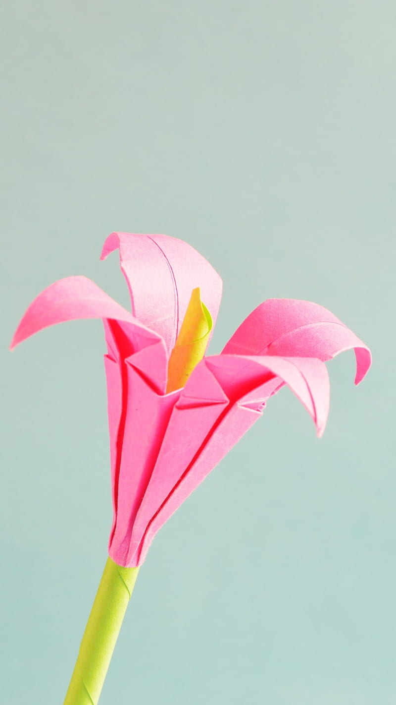 Pink Petal , pink petal, nature, flower, HD phone wallpaper