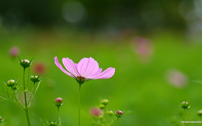 Autumn flowers-grass in the cosmos 21, HD wallpaper