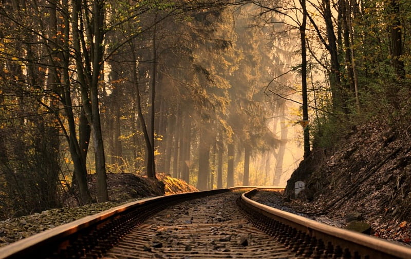 Railway, forest, sunset, old, HD wallpaper