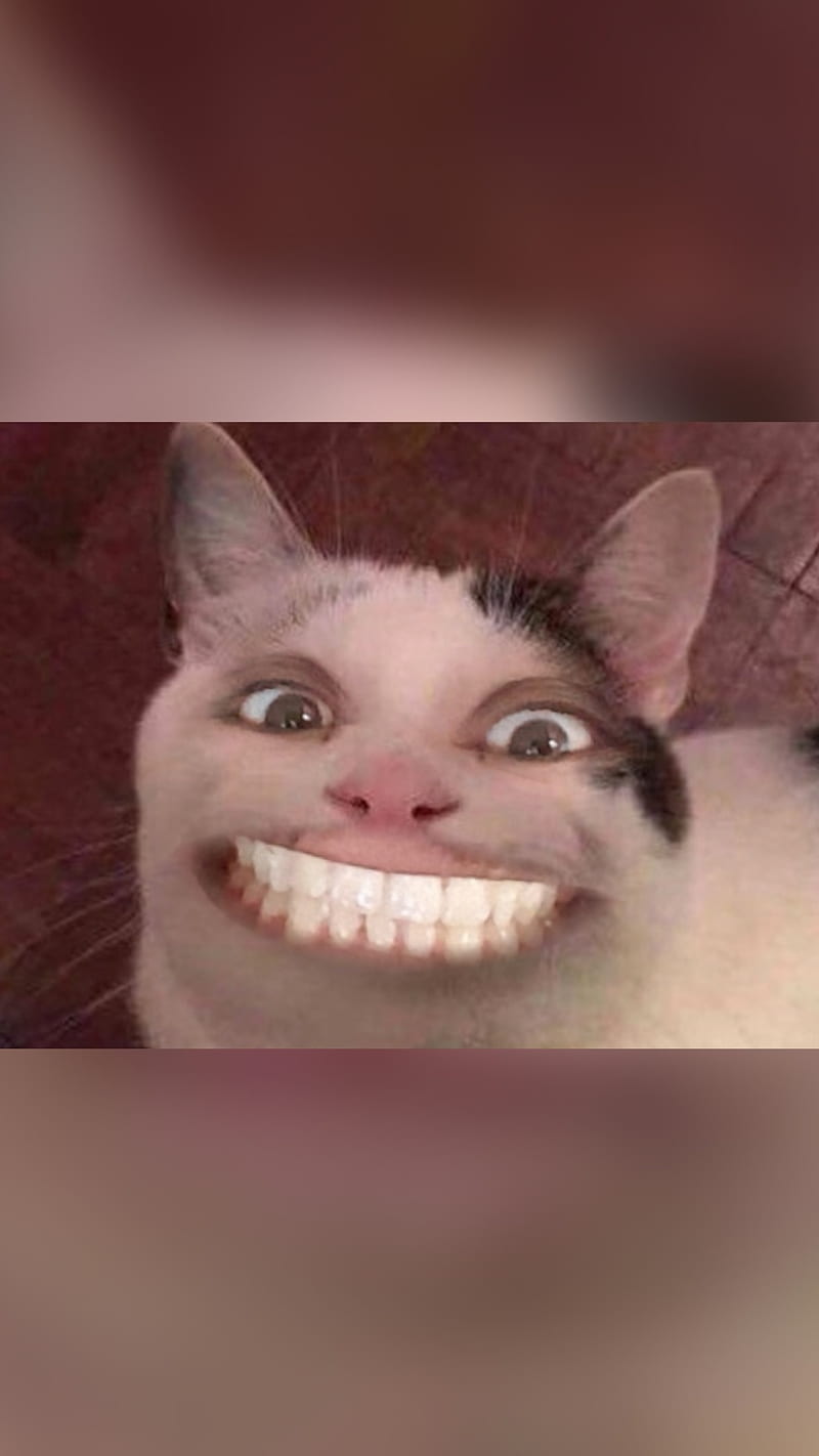 Creepy cat, meme, new, smile, scary, supreme, nike, HD phone wallpaper |  Peakpx