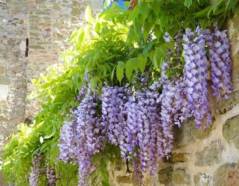 beautiful purple wisteria, purple, flowers, nature, bonito, wisteria, HD wallpaper