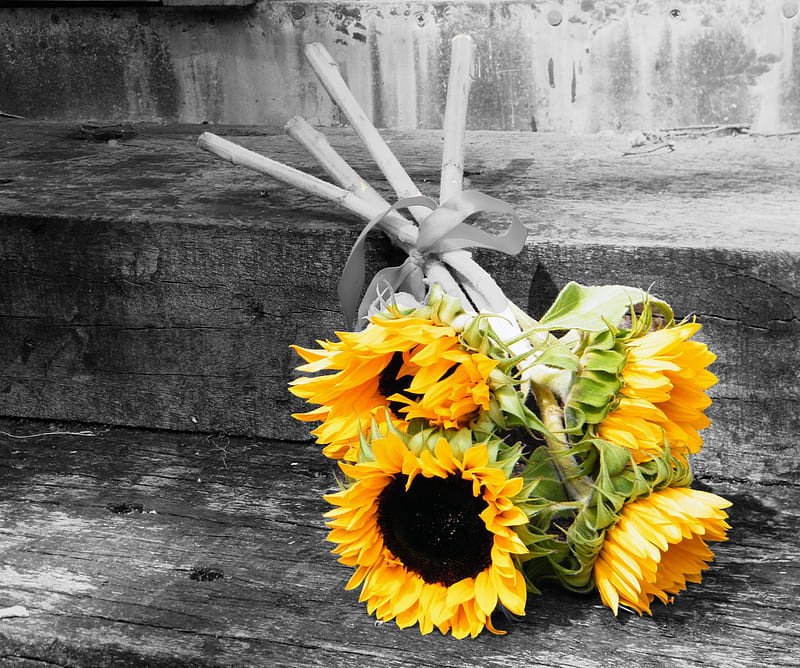 Autumn Bliss, sunflowers, bouquet, ribbon, yellow, bow, delicate, HD wallpaper