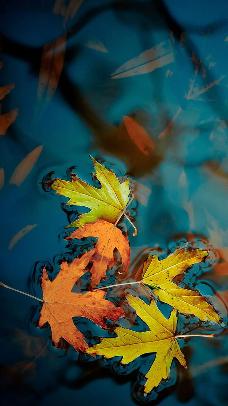 Autumn leaves, bonito, fall, nature, seasons, water, HD phone wallpaper