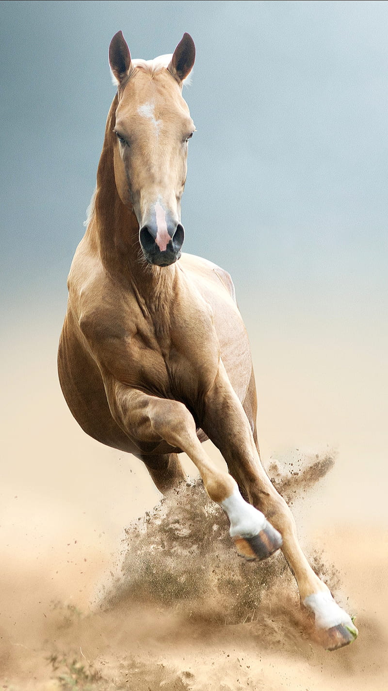 Running horse, animal, brown, brown horse, horses, sand, HD phone wallpaper