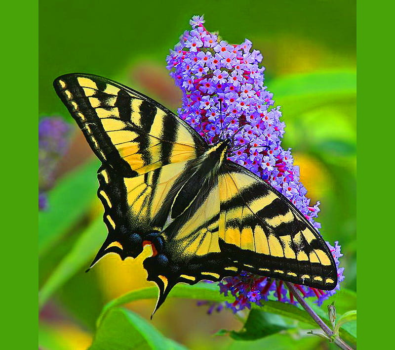 Spring announcement, purple, green, swallowtail, flower, black, yellow, HD wallpaper