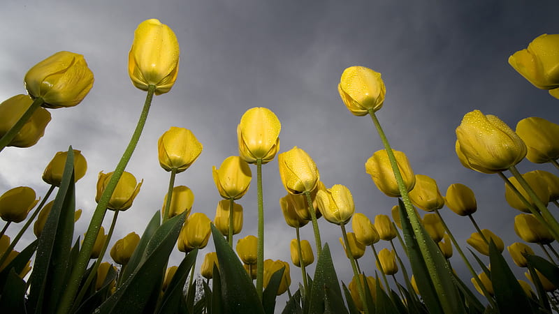 Tulips (TV ), netherlands, flower, yellow, tv , tulips, holland, HD wallpaper