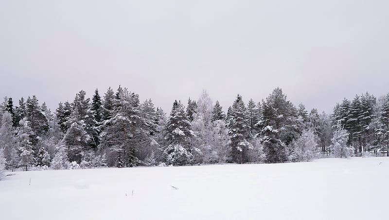 Snow covered trees, Winter, Branches, Trees, Texture, Snow, Frozen, Pine Trees, HD wallpaper