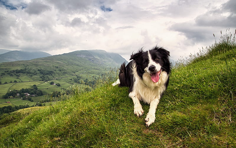 Border Collie, mountain landscape, green slopes, white black dog, pets, cute animals, dogs, HD wallpaper