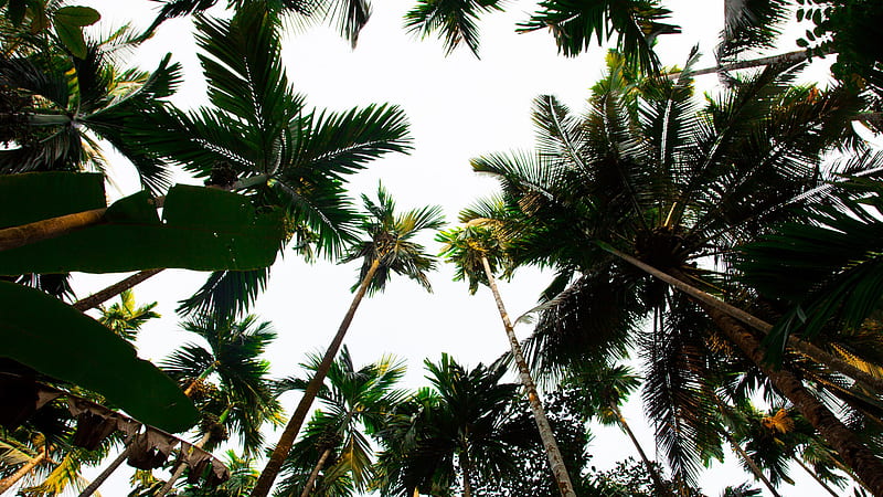 Low Angle graphy Of Palm Trees Beautiful, HD wallpaper