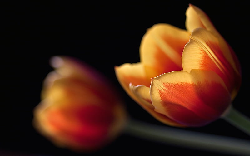 A simple tulip, red, flower, black, yellow, abstract, tulip, HD wallpaper