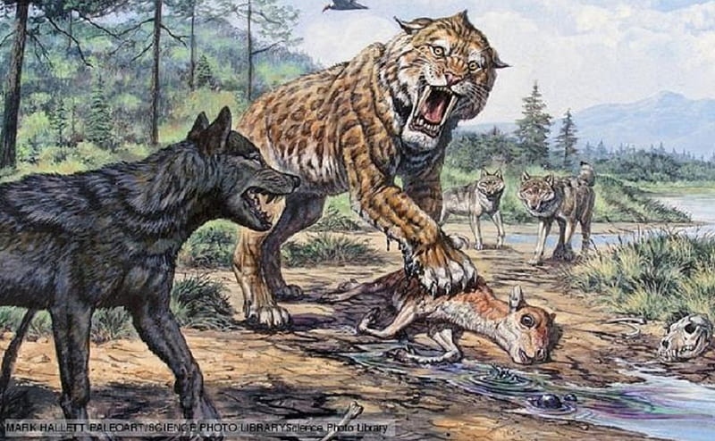 Fighting over carcass, dire wolf, Canis dirus, canidae, carnivora, HD wallpaper