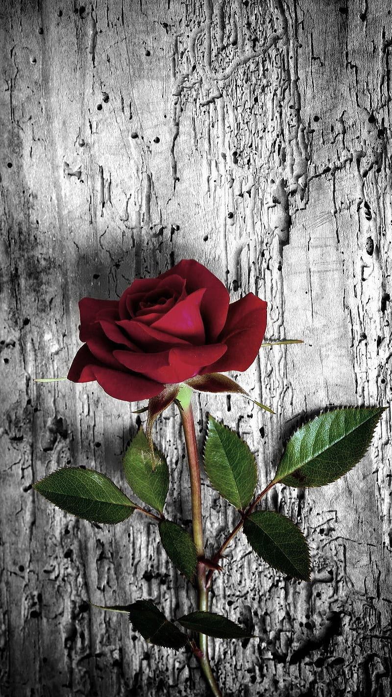 Rose, leaves, love, nature, red, wood, HD phone wallpaper | Peakpx