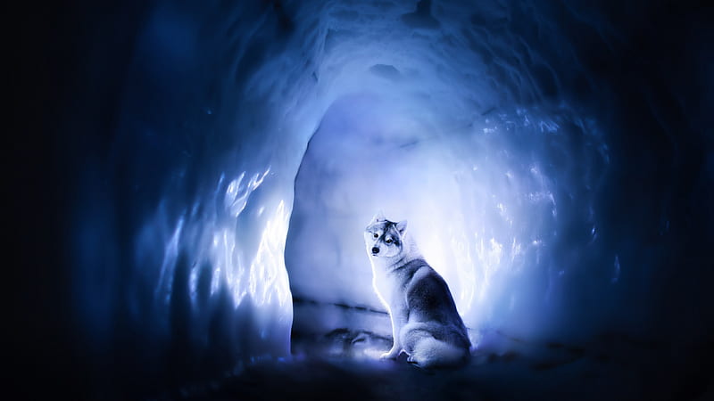 Wolf Is Sitting Inside Snow Covered Cave Animals, HD wallpaper
